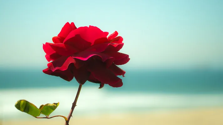 Close up picture of a red rose