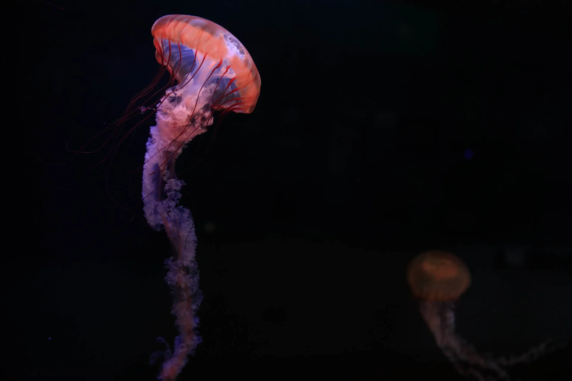 Cabrillo Marine Aquarium 3