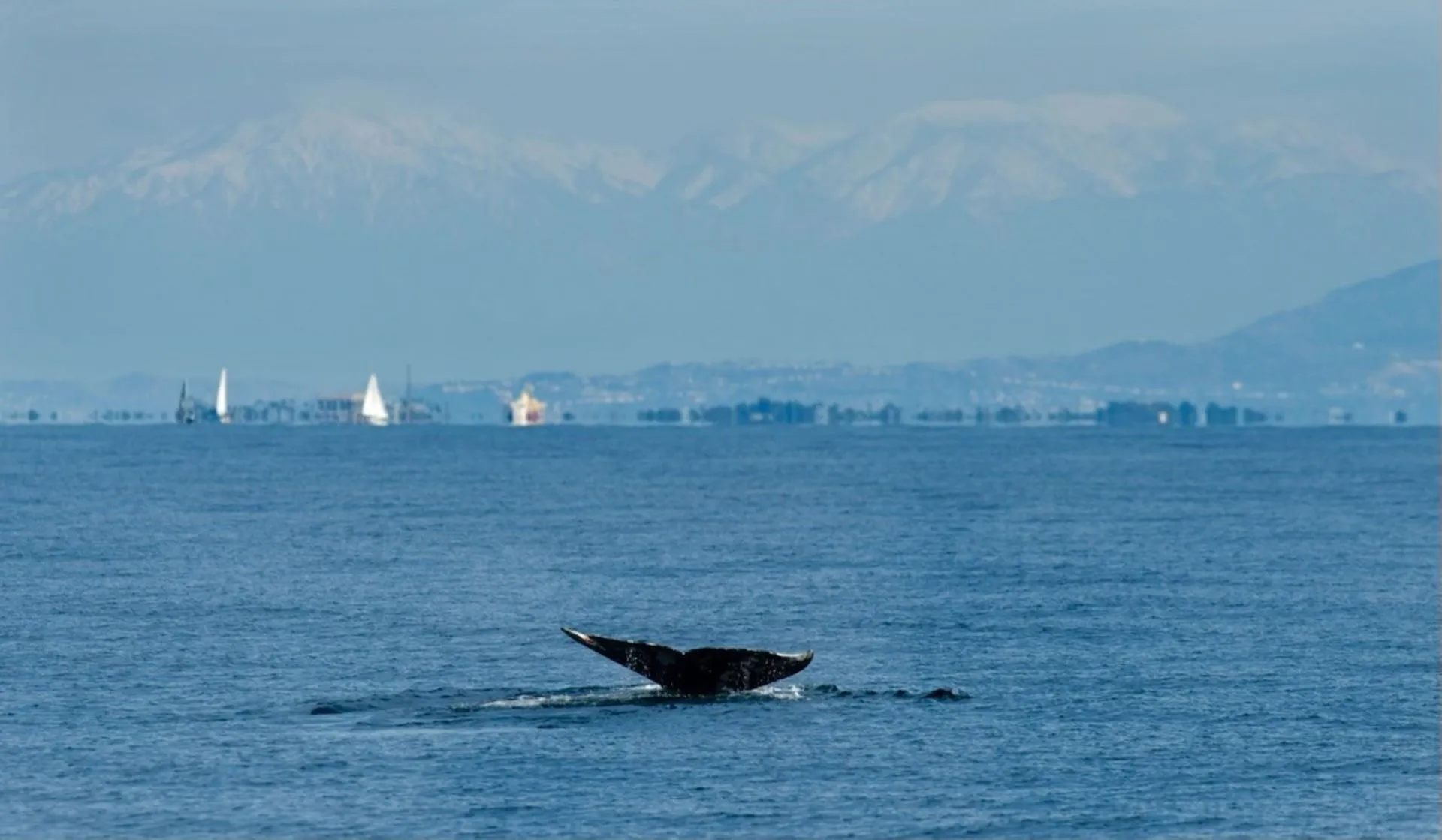 Whale Tail
