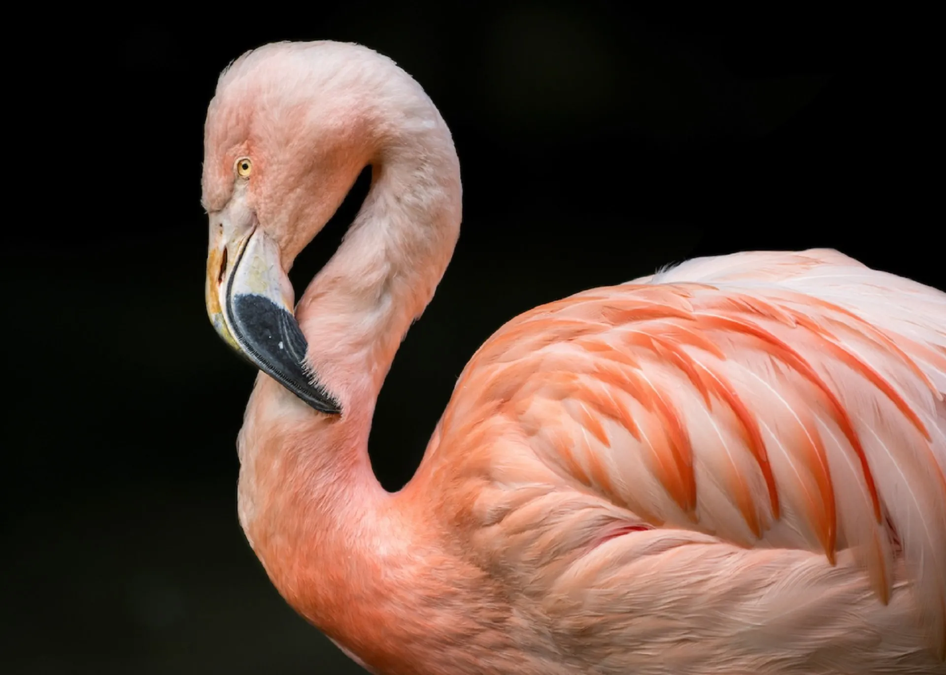 Flamingo