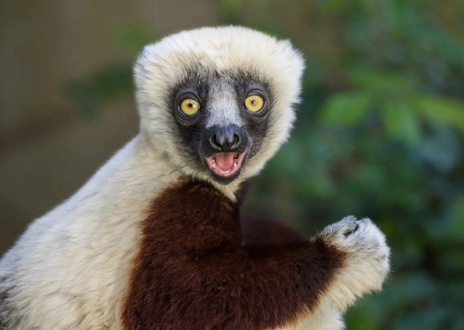 Sifaka Lemur
