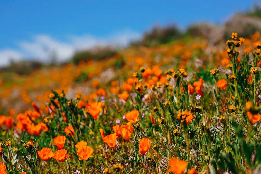 Antelope Valley California Poppy Reserve
