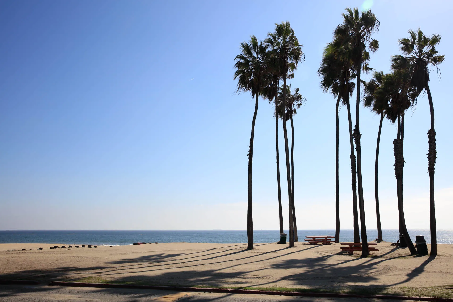 Palm trees at Cabrillo Beach in San Pedro - los angeles locations