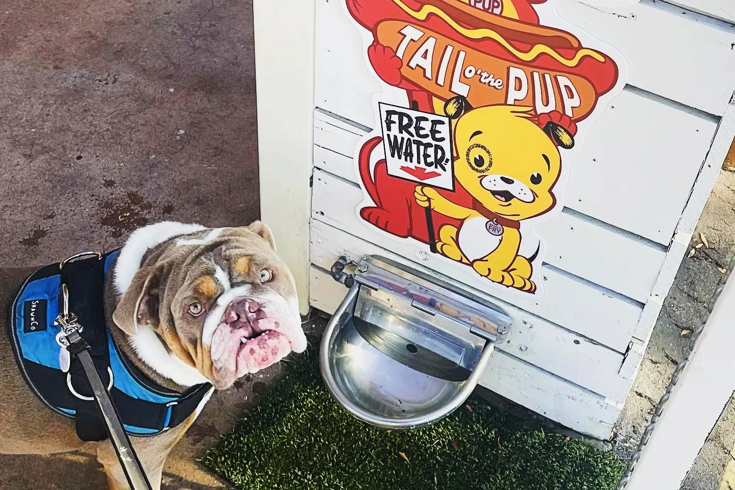 Free water for Brutus the Bulldog at Tail O' the Pup
