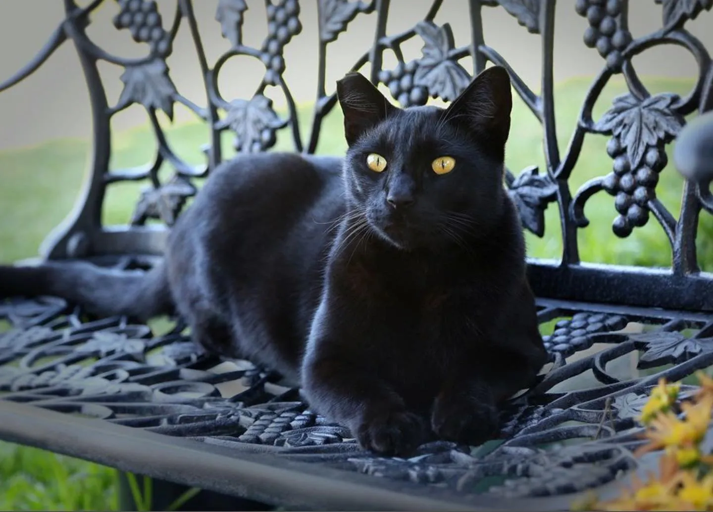 Close Up the black cat at Hollywood Forever Cemetery
