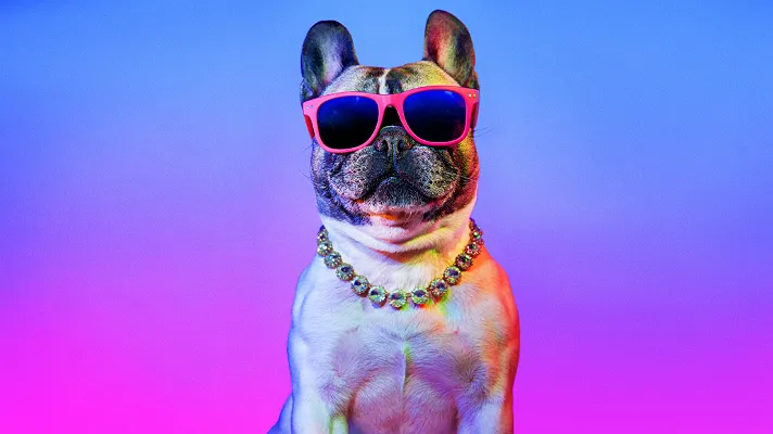 Dog wearing sunglasses at W Los Angeles - West Beverly Hills