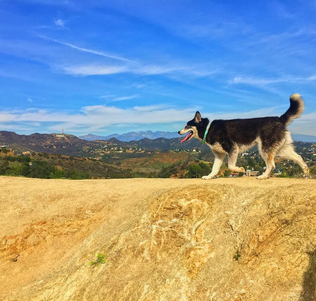 Dog hiking in Runyon Canyon