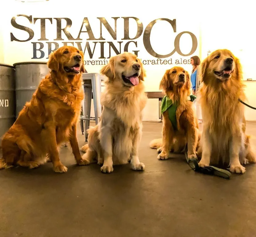 Dogs at Strand Brewing Co.